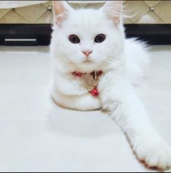 Wanted to sale white percian cat