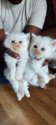 My Persian cat kitten for sale