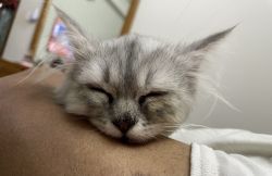 Siberian grey Persian cat