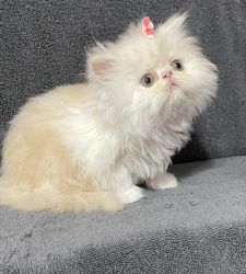 Persian Kittens CFA registered