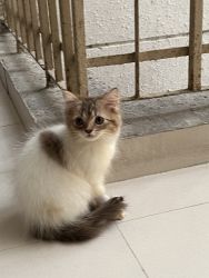 White and brown persian kitten