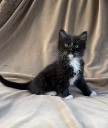 Cute and playful kitten black and white