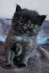 Unique persian tabby mix kittens