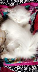 Persian while male cat for sale
