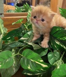 CFA Persian Kitten