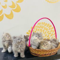 Persian kittens chennai
