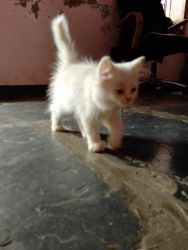 Percian kitten for sell