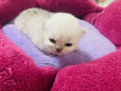 Silver chinchilla persian kittens