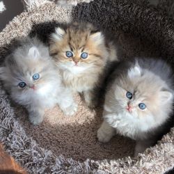 Persian Kittens Available +1(5xx) xx4-36xx