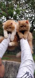 Adorable extreme punch persian kittens available available ISMAIL-7904