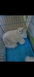 Solid white adult female persian cat available in chennai