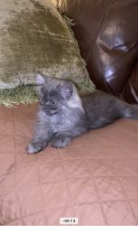 CFA Registered Blue Male Persian Kitten