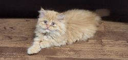 Female Persian kitten for sale
