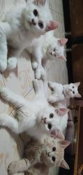 I want to sell my persian cats