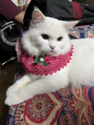 Doll face Persian male cat