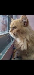Male Persian cat 1y