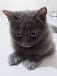 Gray haired perisan male kitten