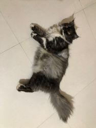 Cute Persian cat Bangalore