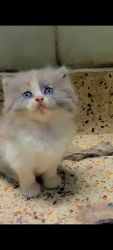 Hey i want to sell my persian cat