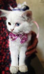 Double colour eye Persian cat