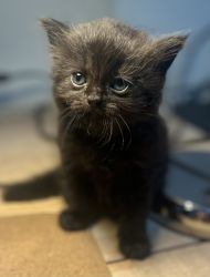 Persian black kitten