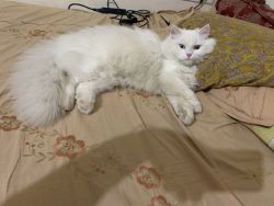 I am selling my male white cat