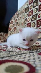 Pure persian cats