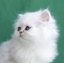 Shaded Silver Chinchilla Persian Kittens