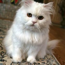 Selling Persian cat
