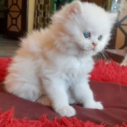 Teacup Persian Kittens Available