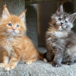 Teacup Persian Kittens