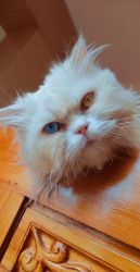 Very Rare Double eye color Persian Cat