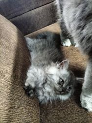 Gray coloured Persian kitten