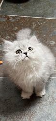 Silver Dollfaced Persian Kittens in Oregon/Washington