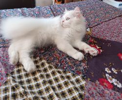 Persian cat sale