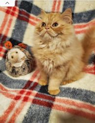 Orange Persian Kitten