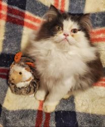 Tuxedo Persian Kitten