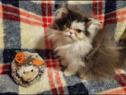 Smoky Tuxedo Persian Kitten