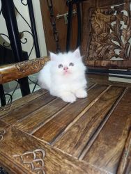 Very good quality cats available all breed