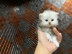 CFA Persian kitten