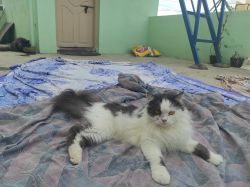 Persian Cat for sale mobile number xxxxxxxxxx