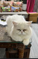 Male Persian cat