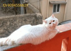 Persian Male cat's available for Mating in Chennai