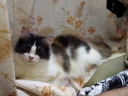 Female Persian Cat for Sale