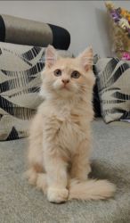 Male kitten for sell