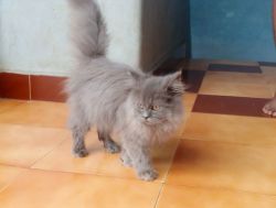 Persion Cat