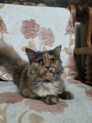 Perisan cat For sale 4 month female