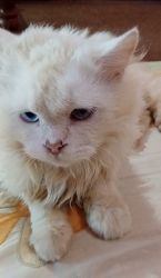 We have a pair of persian white kitty age 4month