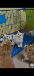 Adorable persian kittens available