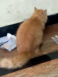 Persian orange cat